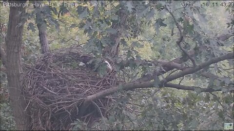 Hays Eagles Dad brings in a huge stick and a 2nd smaller one ! 9.16.21
