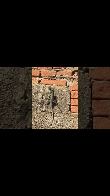 O Almoço Garantido pra hoje #shorts