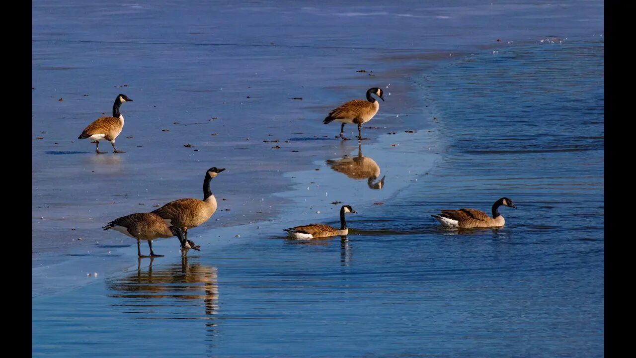 Birds of Kentucky and a Few Other Friends -- Relieve Stress and Relax with Nature Sounds