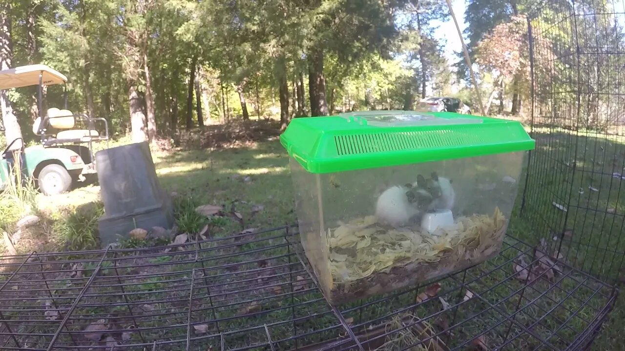 Early fall in the South