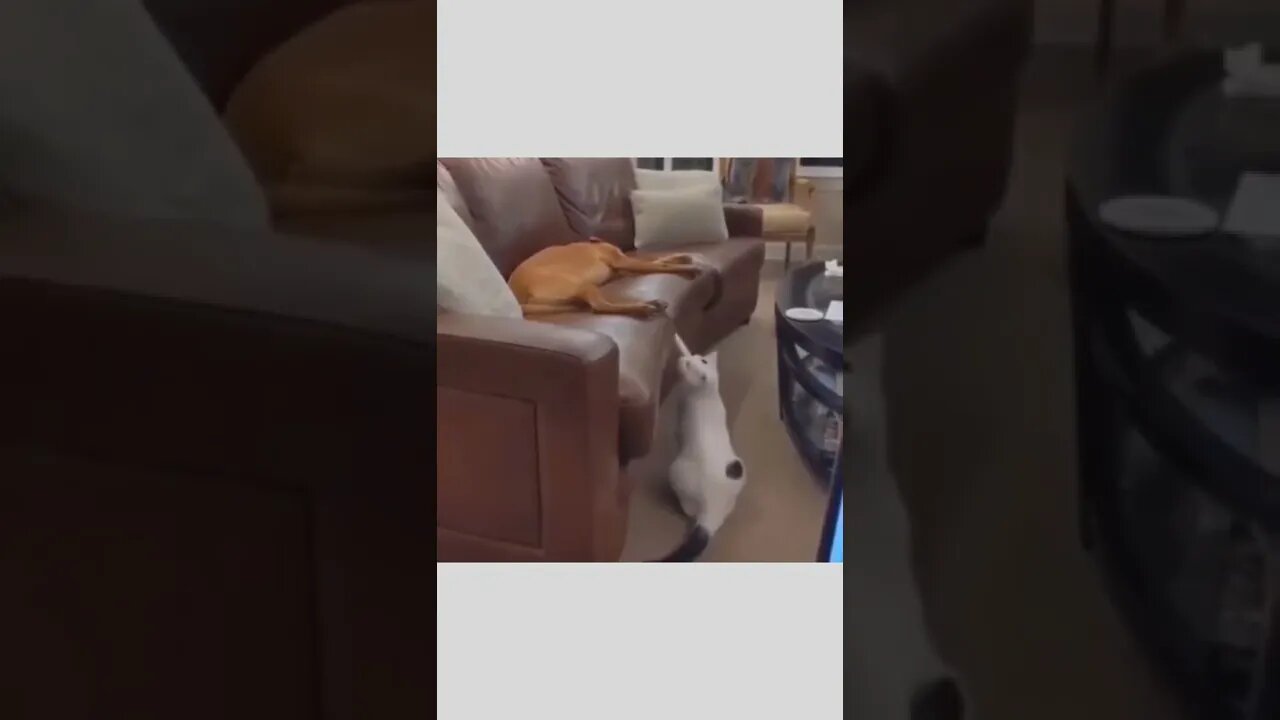 Who's there🐈🐕😝