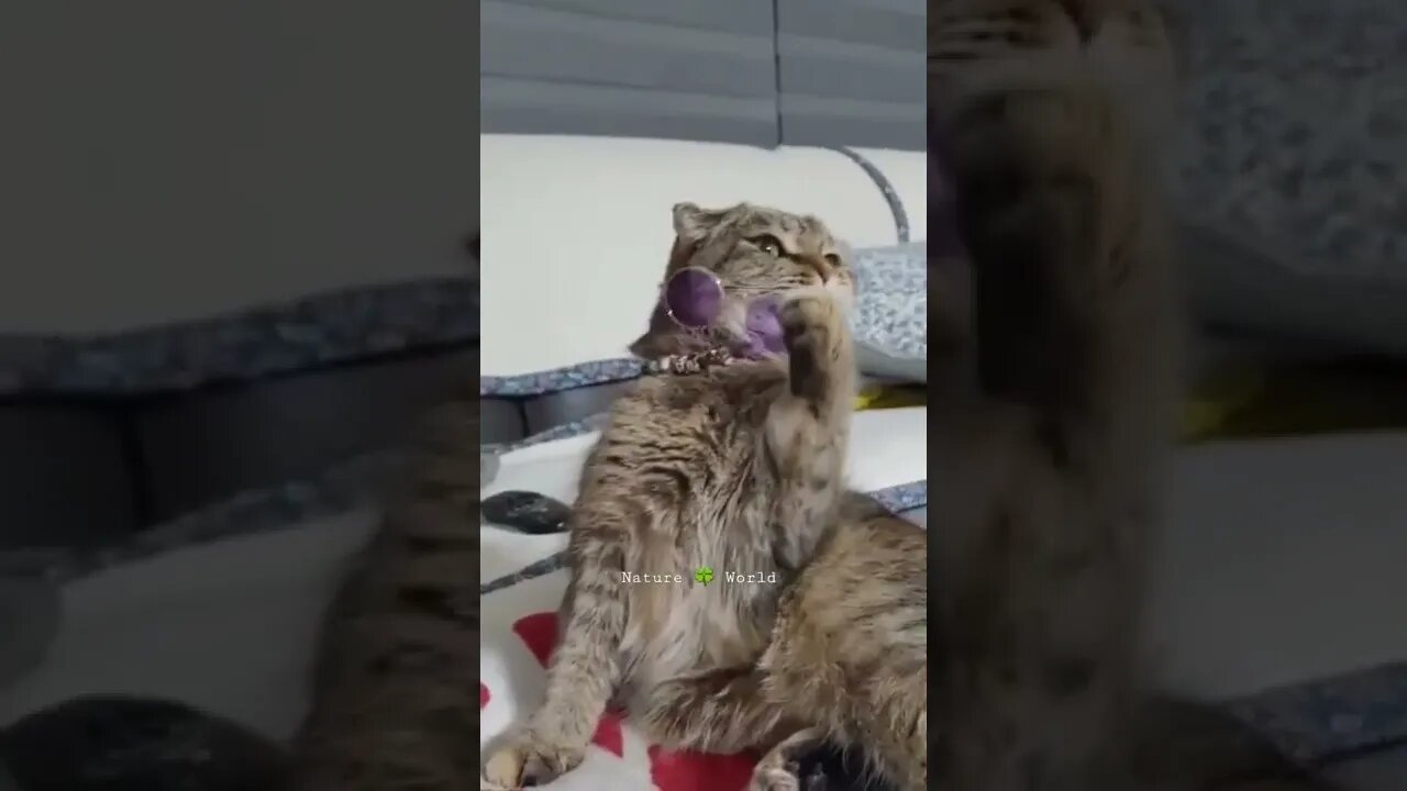 बिल्ली बनी डॉन🤣Funniest Cat👈