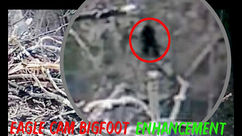 Eagle Cam Bigfoot | Enhancement