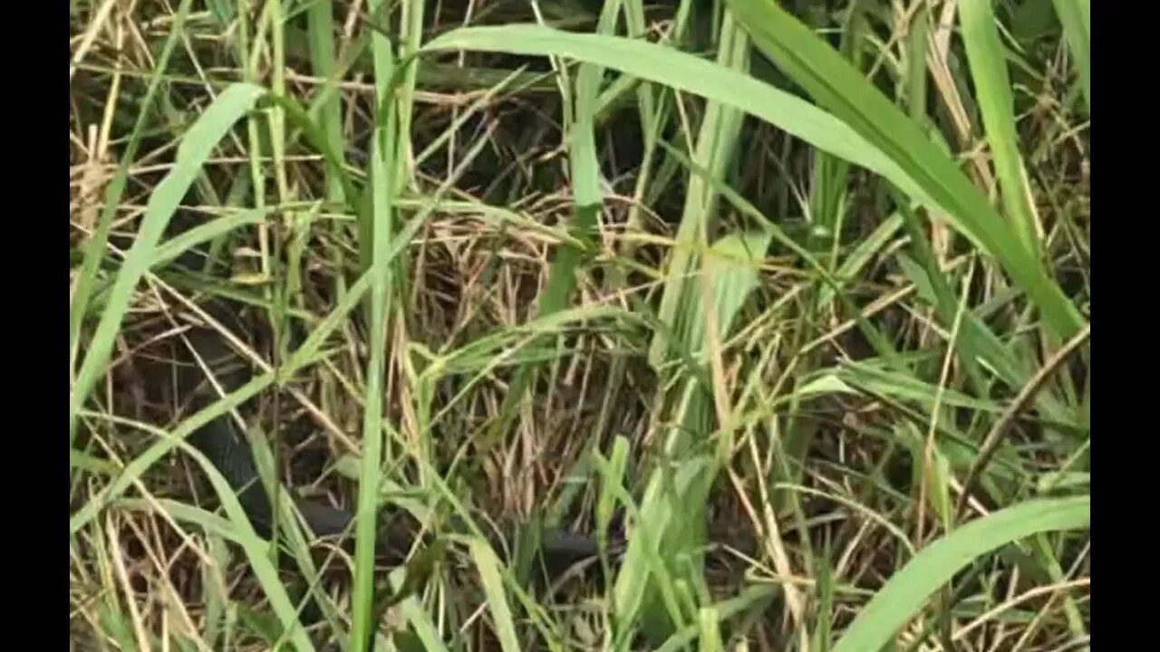 I encounter a red belly black snake, while talking about snakes and touring the seedlings we planted