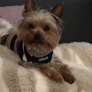 Yorkie eating a chip in slo-mo