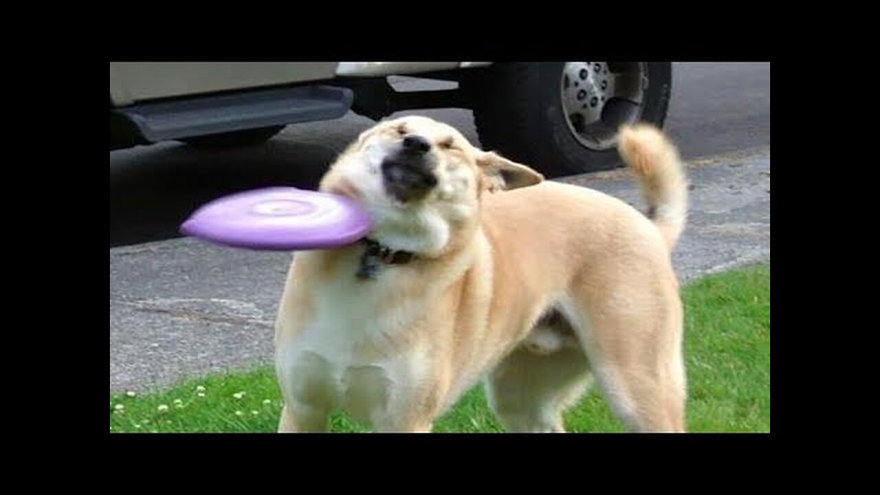 Best Of The 2020 Funny Animal Videos