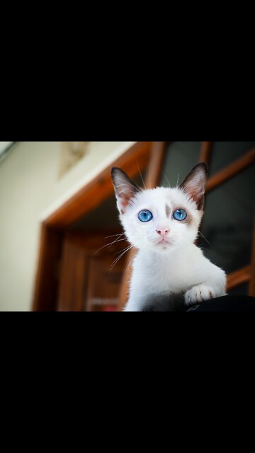 Feline Rumble: The Ultimate Cat Fight Exposé!