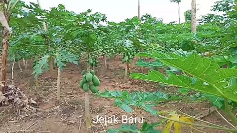 Kebun Pepaya