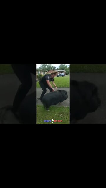Louisville Cops Chasing a Pig
