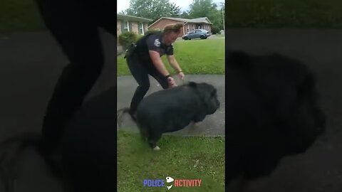 Louisville Cops Chasing a Pig