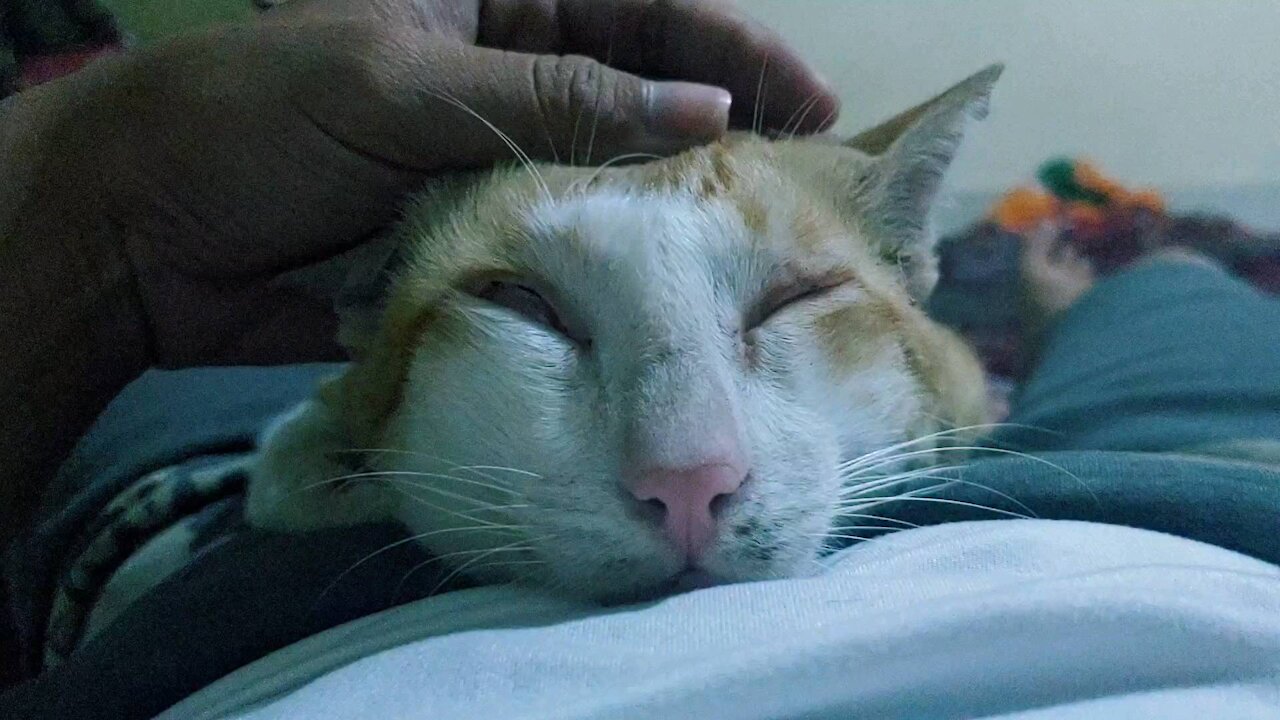 Lazy cat alway sleep