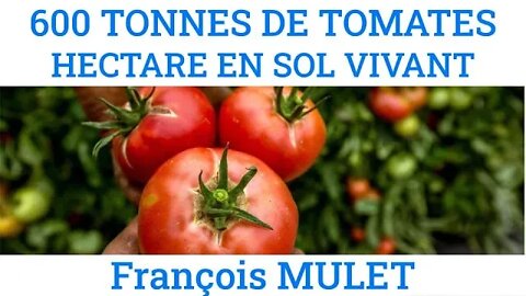 600 TONNES DE TOMATES HECTARE EN SOL VIVANT - François Mulet