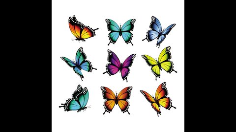 butterflies world