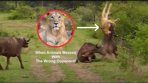 When Animals Messed With The Wrong Opponent | RLOHAR92