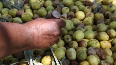 SOUTH AFRICA - Durban - Umthayi marula festival video's batch 2 (Sb2)