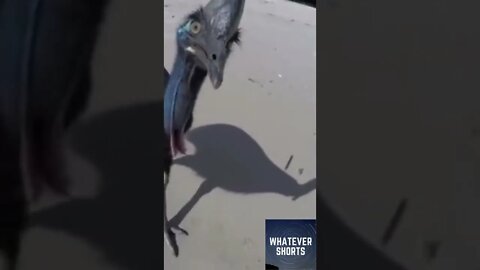 Wild cassowary appears out of nowhere at the beach #shorts #animals #beach #running #curious