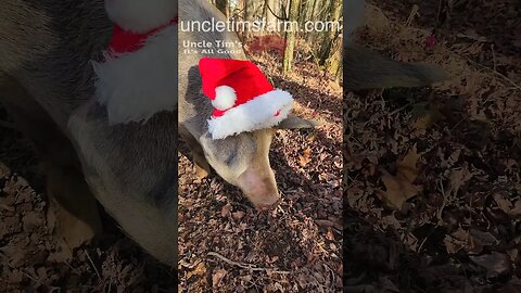 Huge Pig Wearing a Santa Hat @UncleTimsFarm #kärnəvór #carnivore #shorts #hereford #freerangepigs