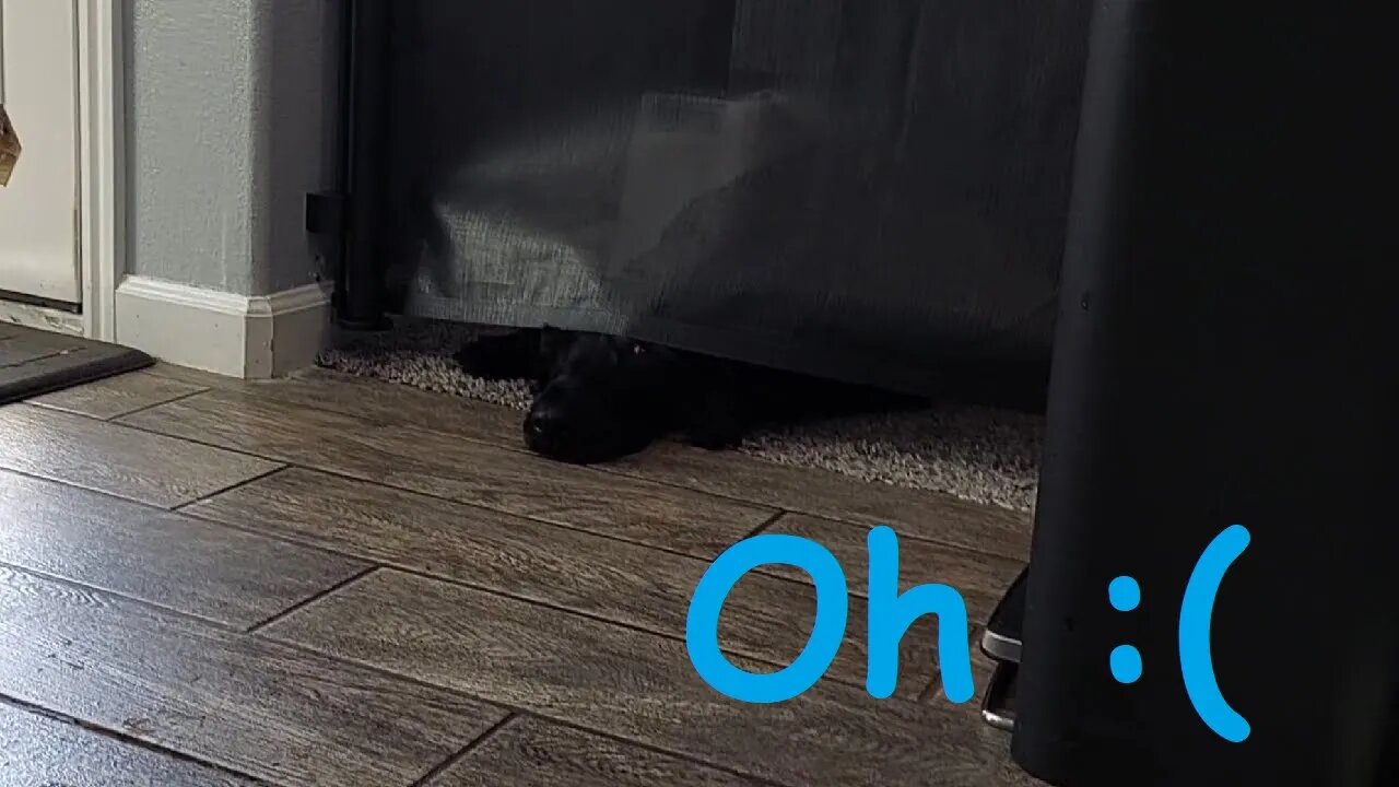 When your Dog is unimpressed by new Ducklings in the house.