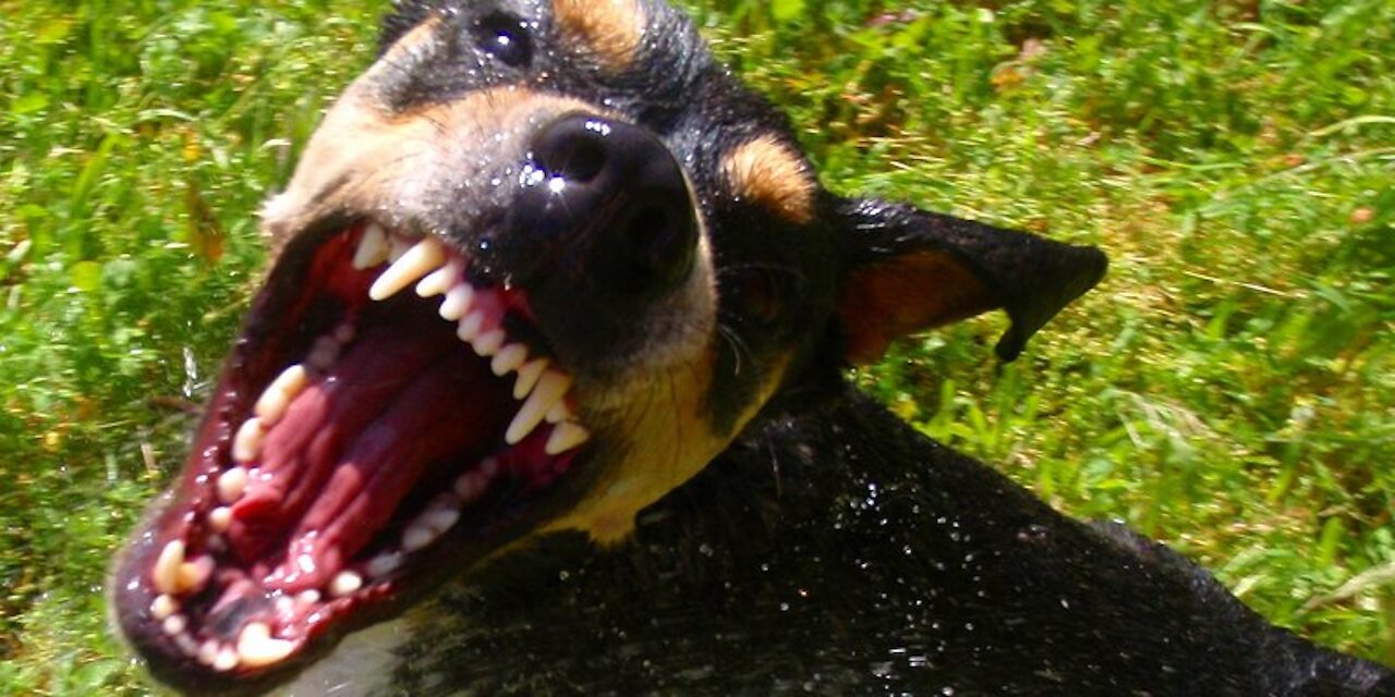 how to make your dog become fully aggressive !!! (dog training)