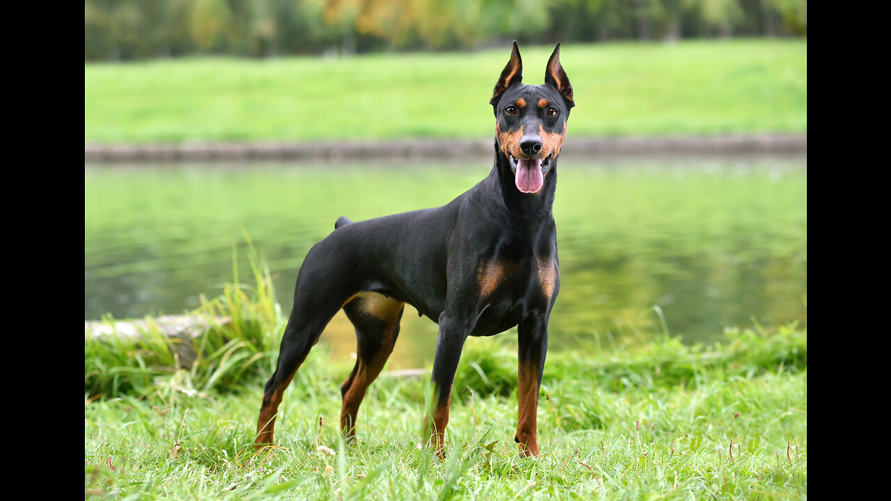 fuuny animal videos Kitana's Owner Reunion _ Doberman Pinscher