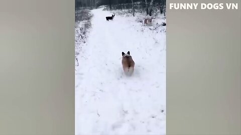 Funniest Dogs And Cats / Best Funniest Animals