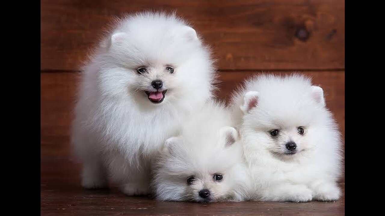 cute puppies