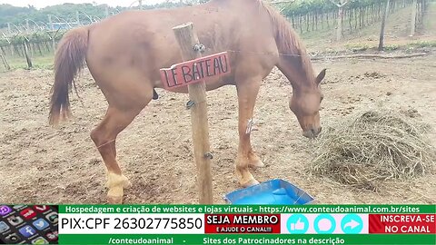 dicas equestres