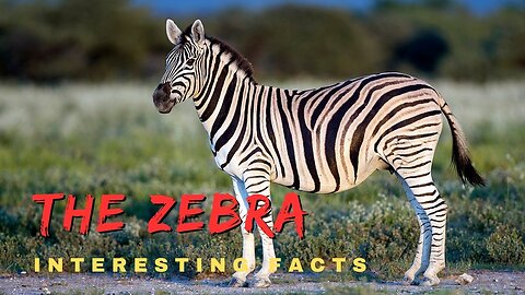 Zebra 10 Fascinating facts that you need to know -amazing facts about the zebras - Malcommextv