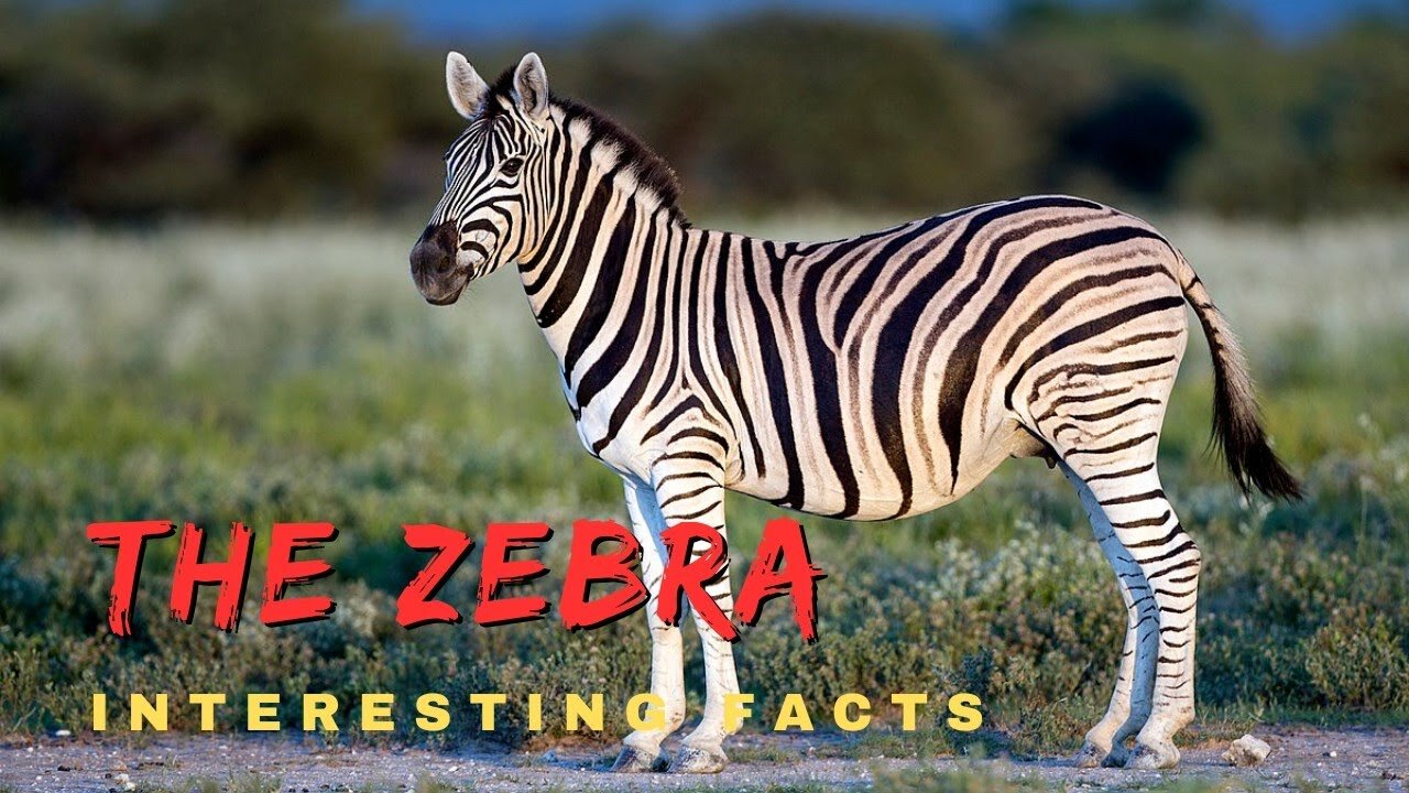 Zebra 10 Fascinating facts that you need to know -amazing facts about the zebras - Malcommextv