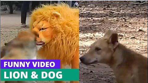 Prank | Fake Lion & Tiger with Dog