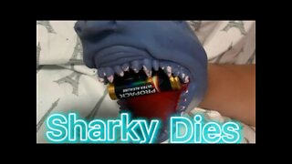 Sharky dies