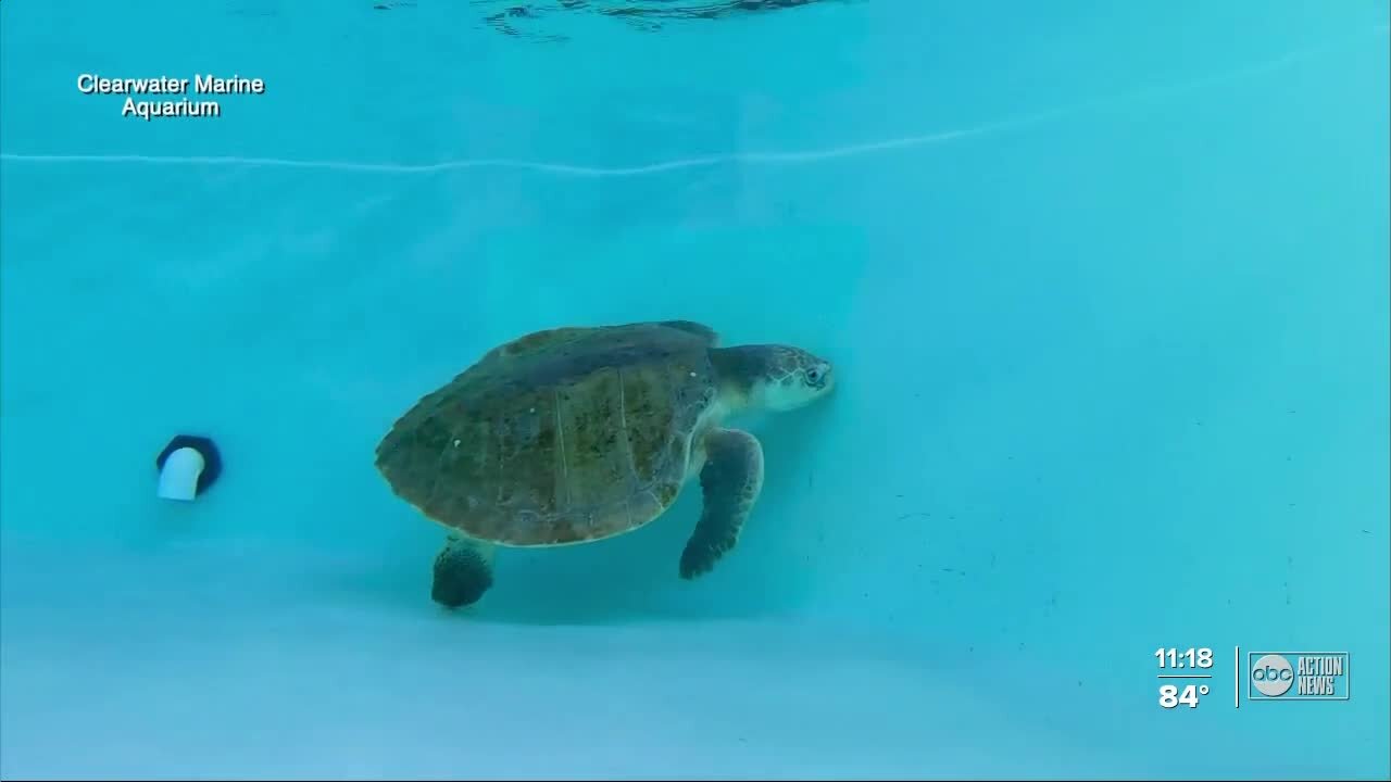 Clearwater Marine Aquarium cares for 2 sea turtles impacted by red tide