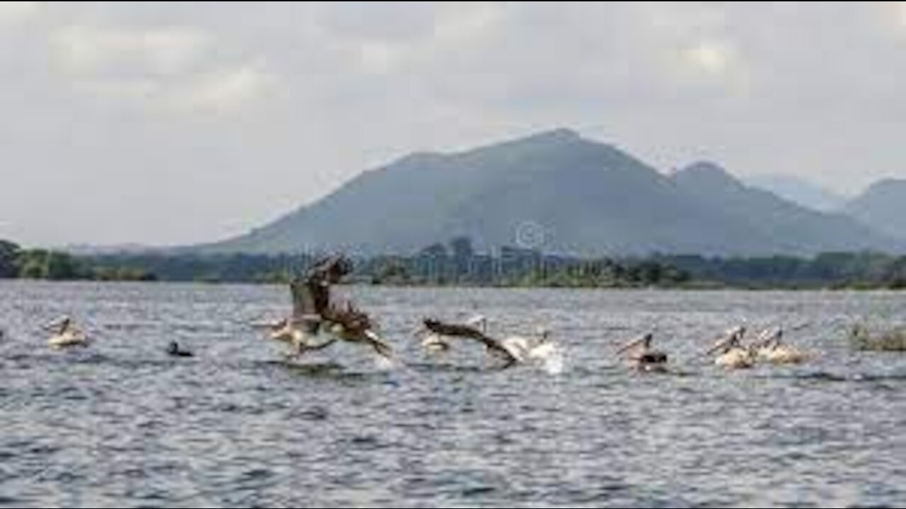 Minneriya Lake (sri lanka)