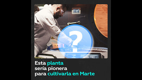 Encuentran planta pionera capaz de sobrevivir en Marte