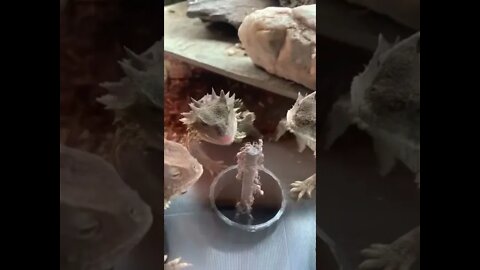 Ant Buffet for Lizard gang #shorts #animals