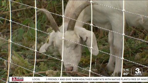 Council Bluffs uses goats to clear brush at Big Lake Park