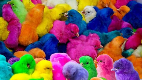 Catch rainbow chickens, white crested chickens, eels, hamsters, cute rabbits, pigeons, turtles