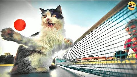 Funny ANIMALS videos😂 Funniest CATS🐱 vs DOGS🐶 2024