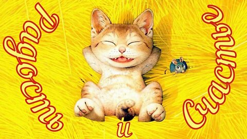 Смешные Коты 6 Funny Cats