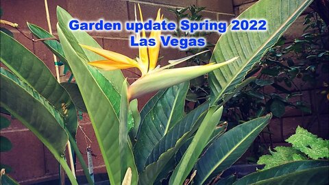 🔴 Live - Las Vegas Garden Update Spring 2022 - Greenmangoes