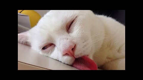 Cute Cats and Dog P2 🥰 🐈 🐶 || Super cute
