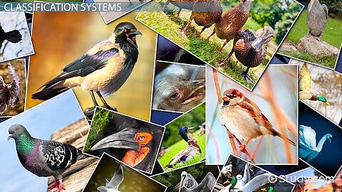 Birds video _beautiful video, creature world, wildlife,