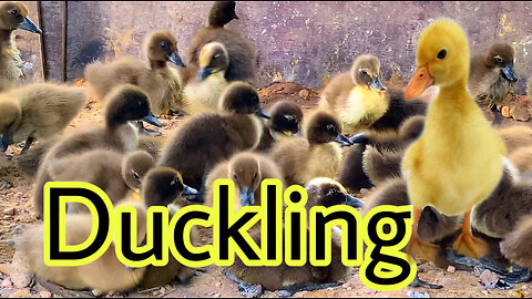Duckling
