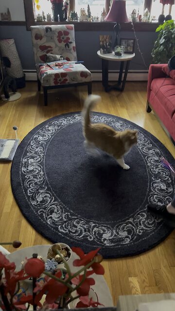 Steve the Cat going CRAZY!