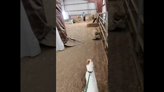 Ares Barn Hunt Lesson 4 proves he is a barn prodigy(1)