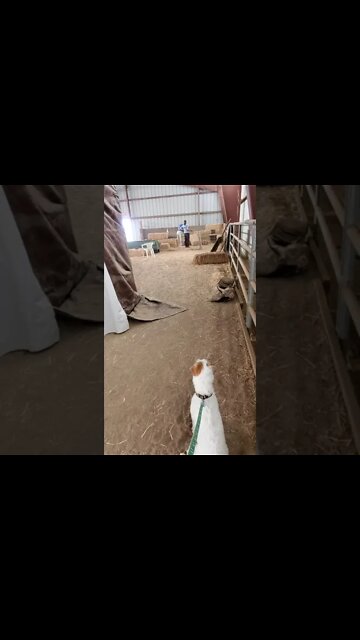 Ares Barn Hunt Lesson 4 proves he is a barn prodigy(1)