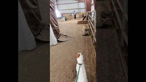 Ares Barn Hunt Lesson 4 proves he is a barn prodigy(1)
