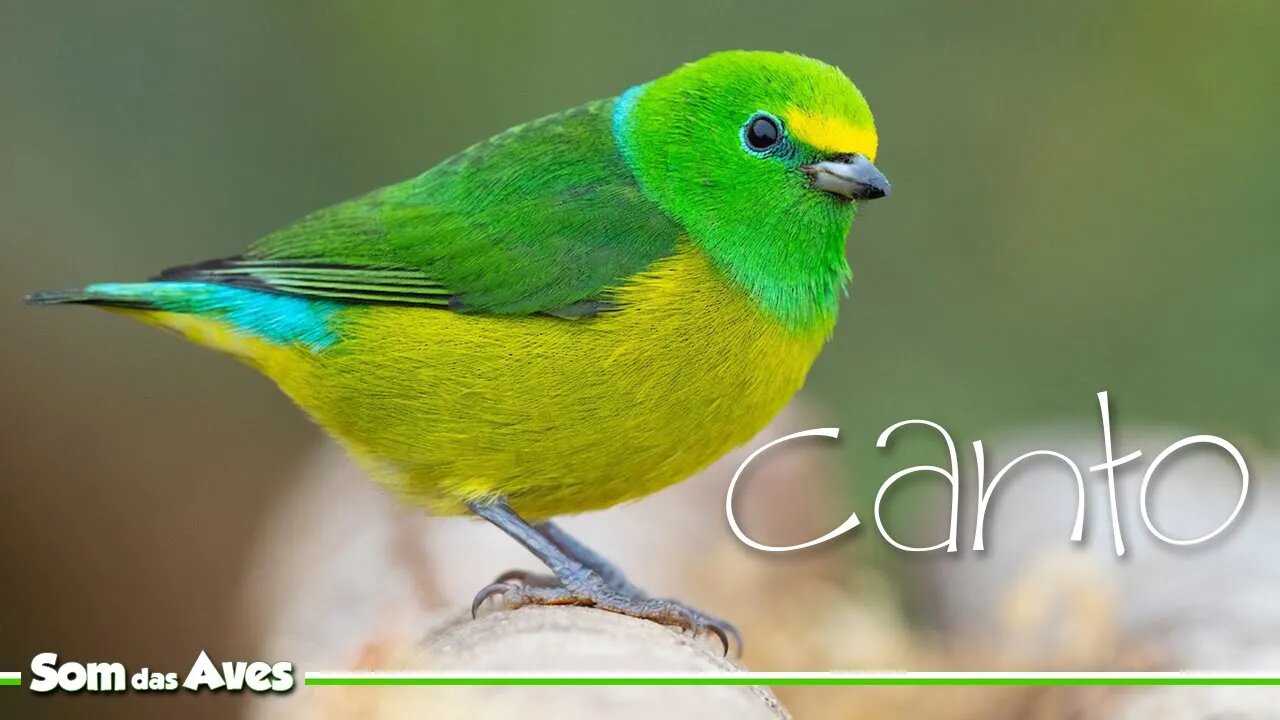 GATURAMO BANDEIRA Canto e Chamado - Gaturamo Bandeirinha