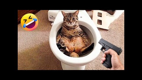 cute cat 😸🐶 funny animals ||
