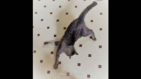 Funny animals - Funny cats / dogs - Funny animal videos